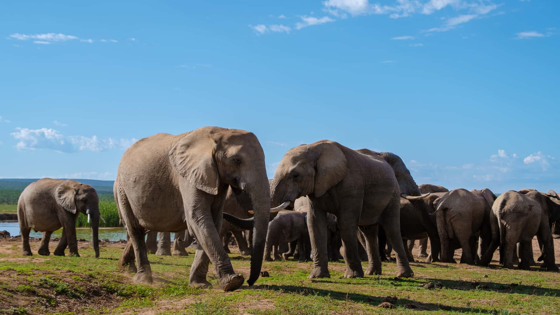 Addo Elephant National Park in South Africa Honeymoon Packages