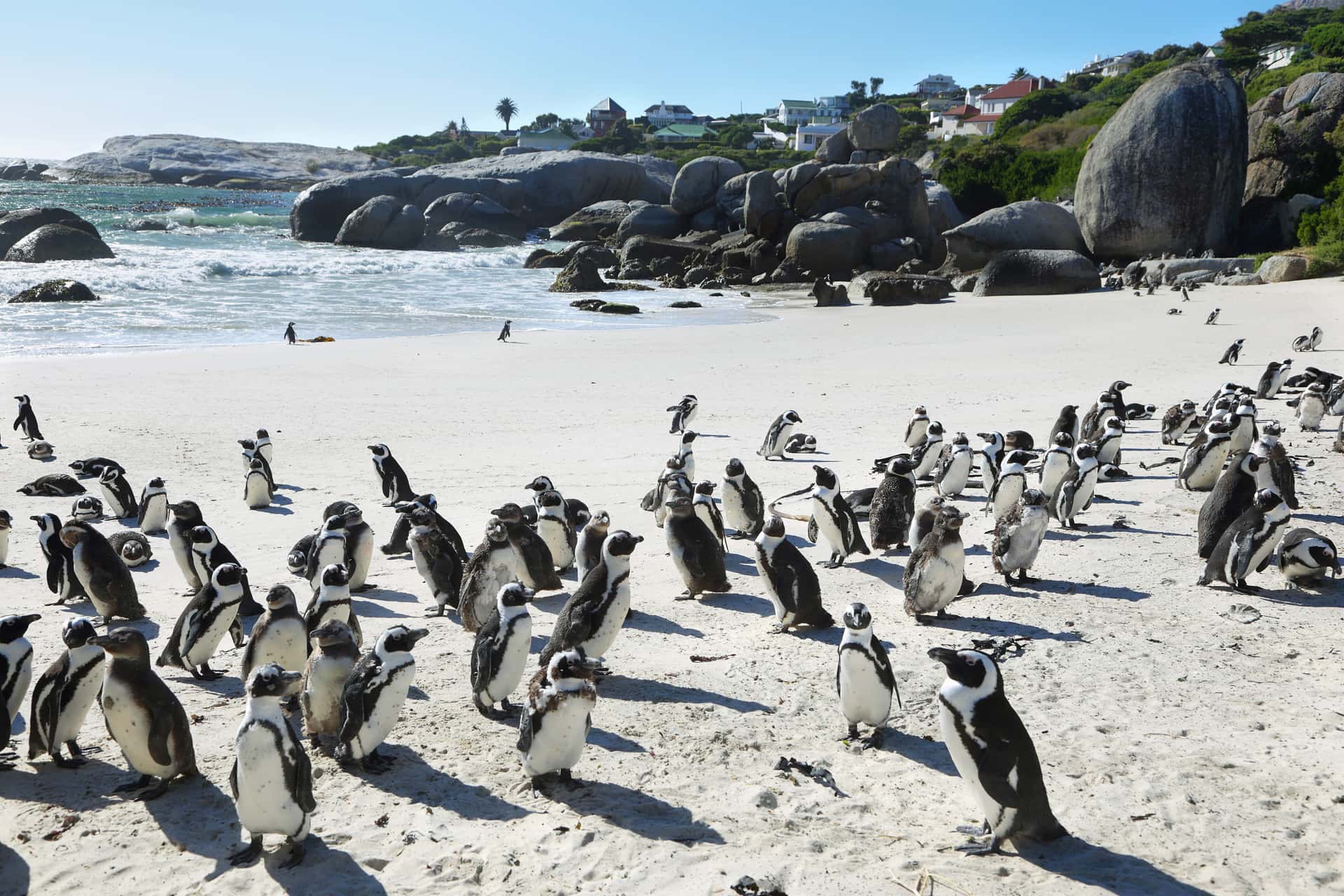 Boulders Beach in South Africa Honeymoon Packages