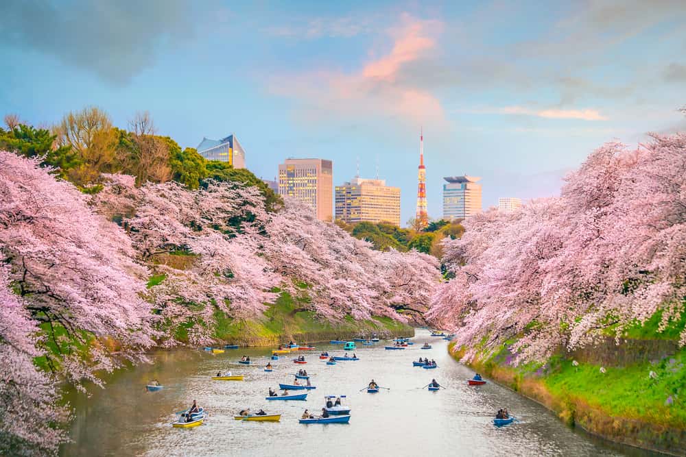 Chidorigafuchi Park in Japan Group Tours