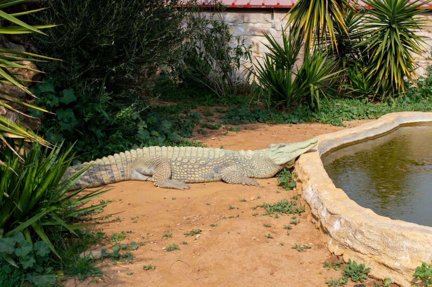Crocodile Farm in Southeast Group Tours