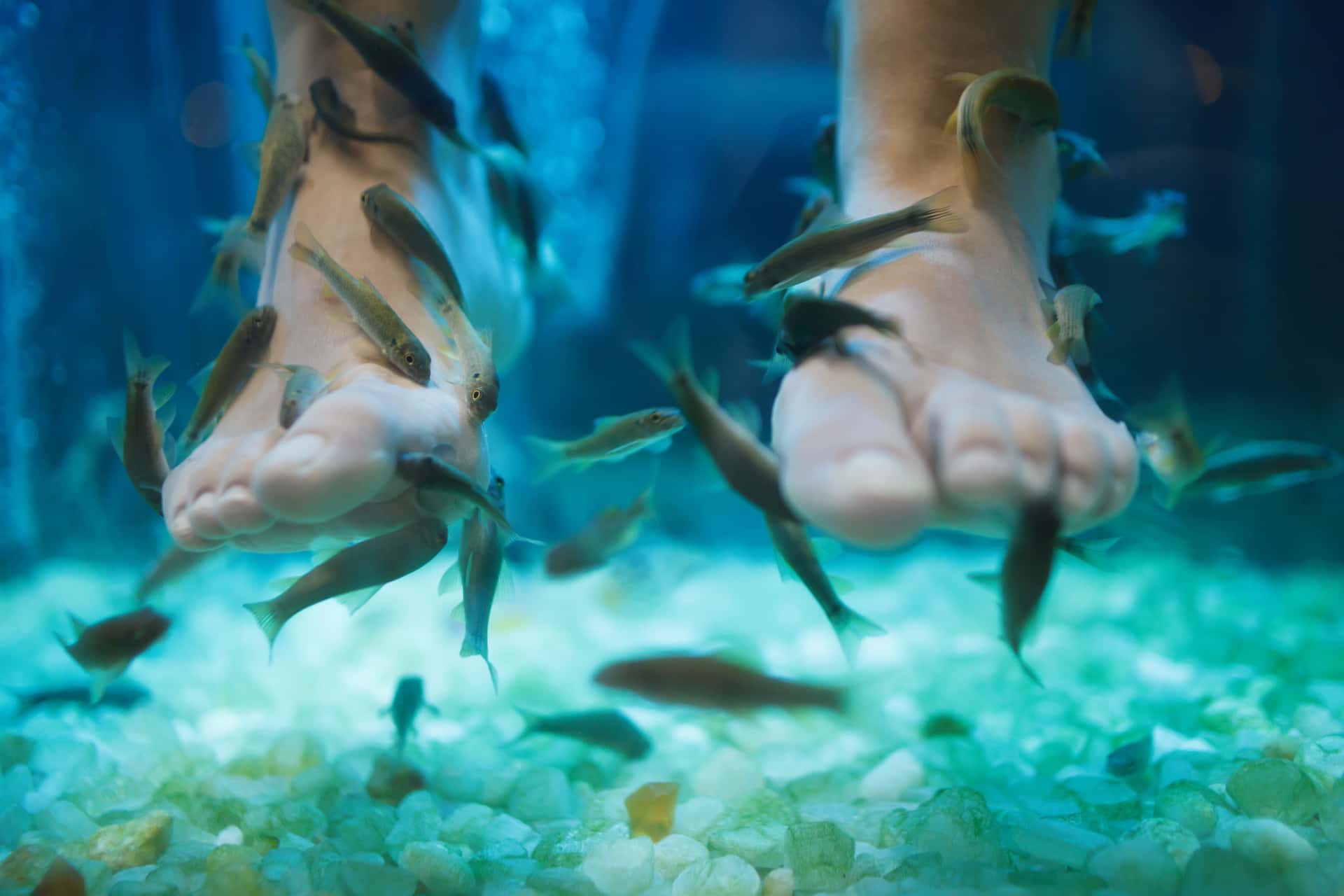 Experience Feet Fish Spa in Southeast Group Tours