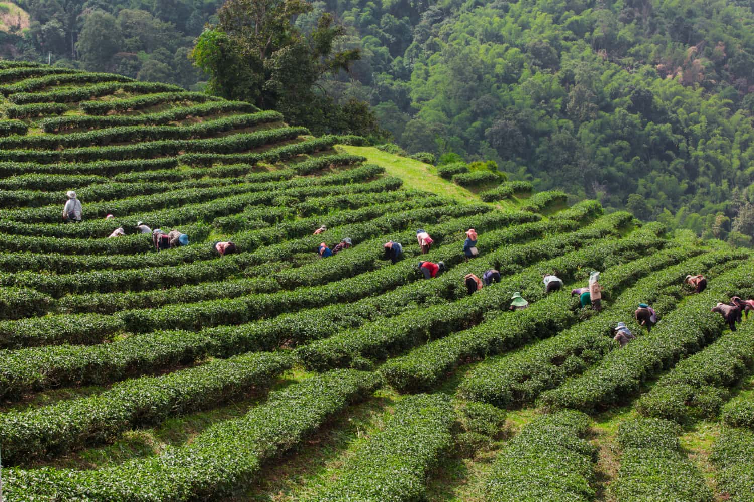 Experience the Tea culture in Sapa in Vietnam