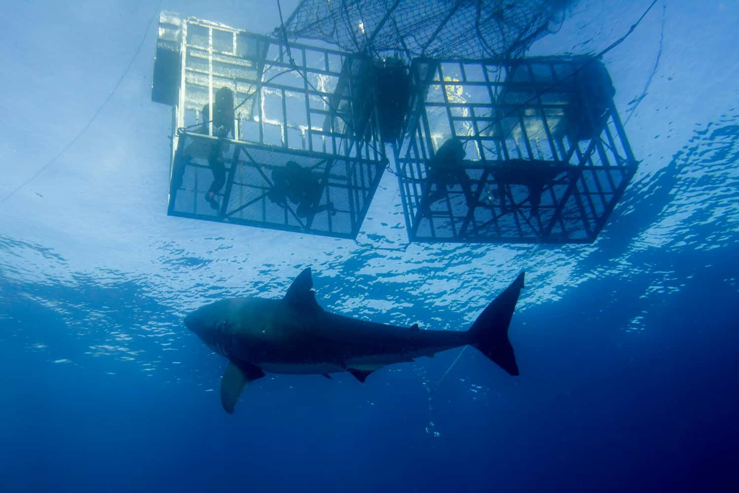 Go Swimming with Sharks in South Africa Honeymoon Packages