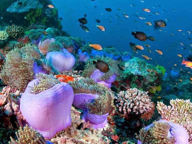 HP Reef In Maldives in Maldives Honeymoon Packages