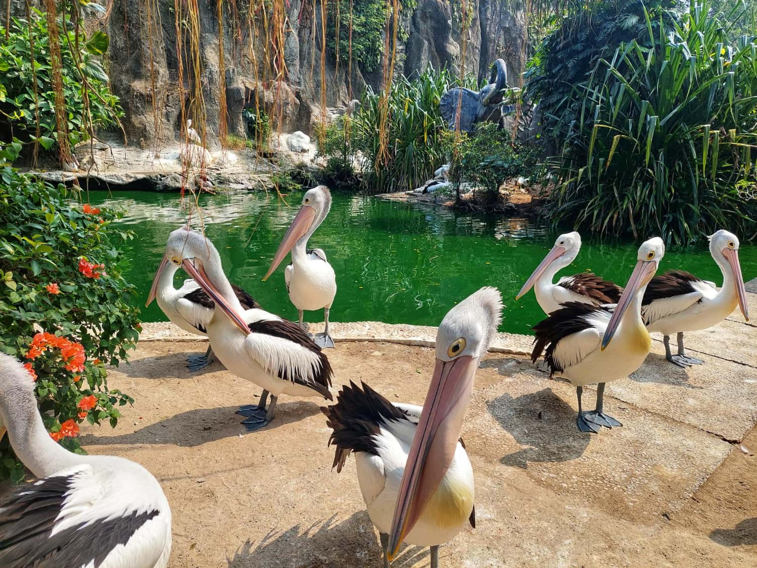 Jurong Bird Park in Southeast Group Tours