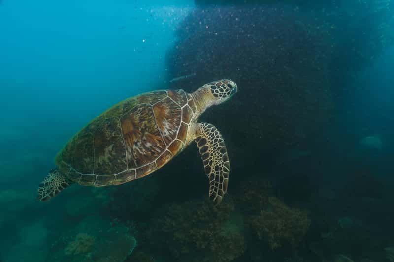 Kosgoda Sea Turtle Conservation Project in India Group Tours