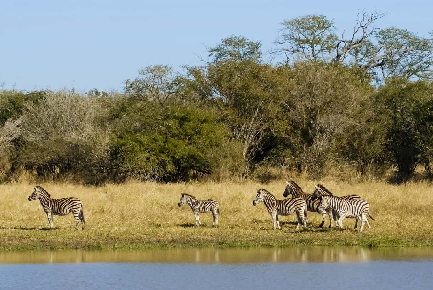 Kruger National Park in South Africa Honeymoon Packages