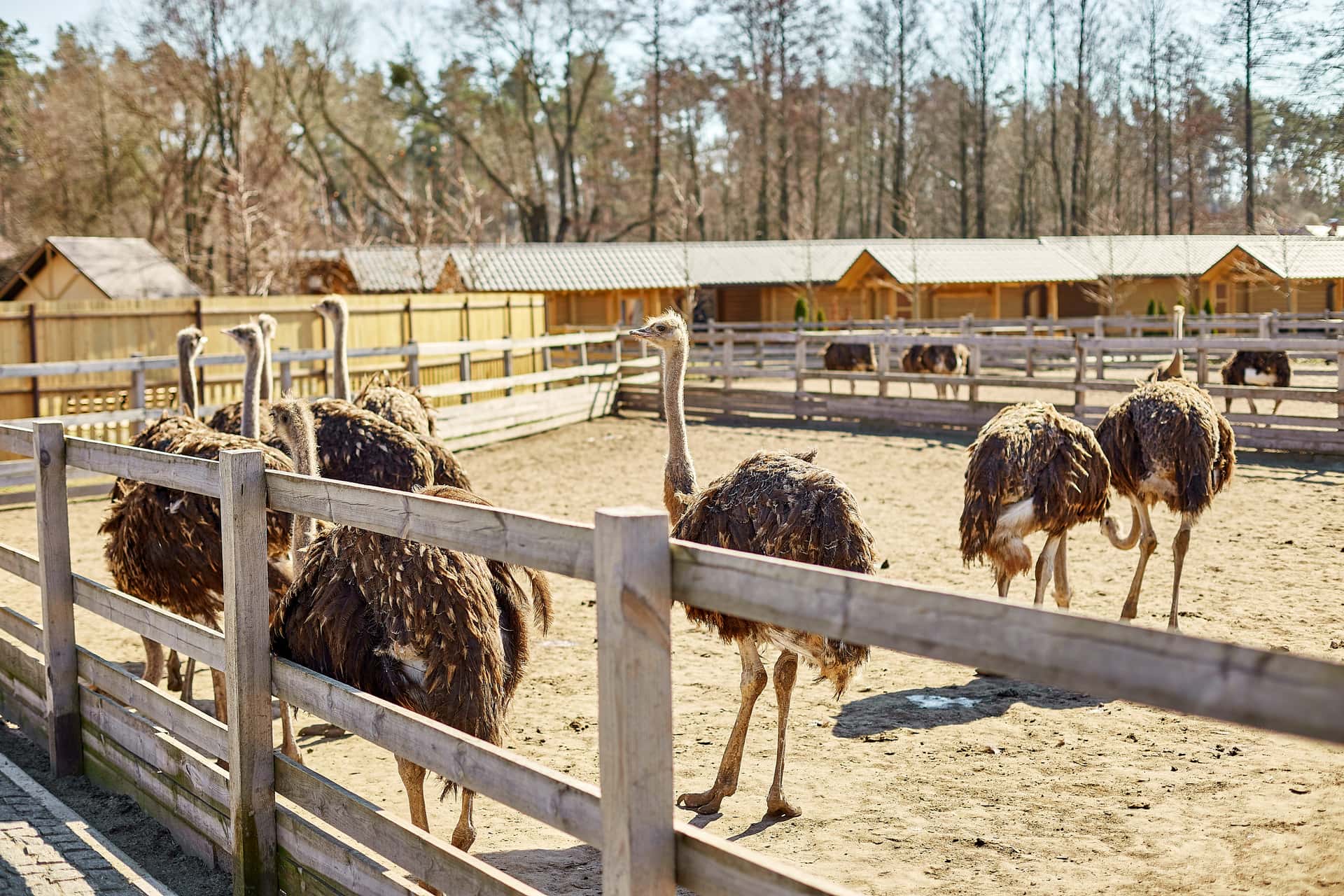Ostrich Farm Tour in South Africa Honeymoon Packages
