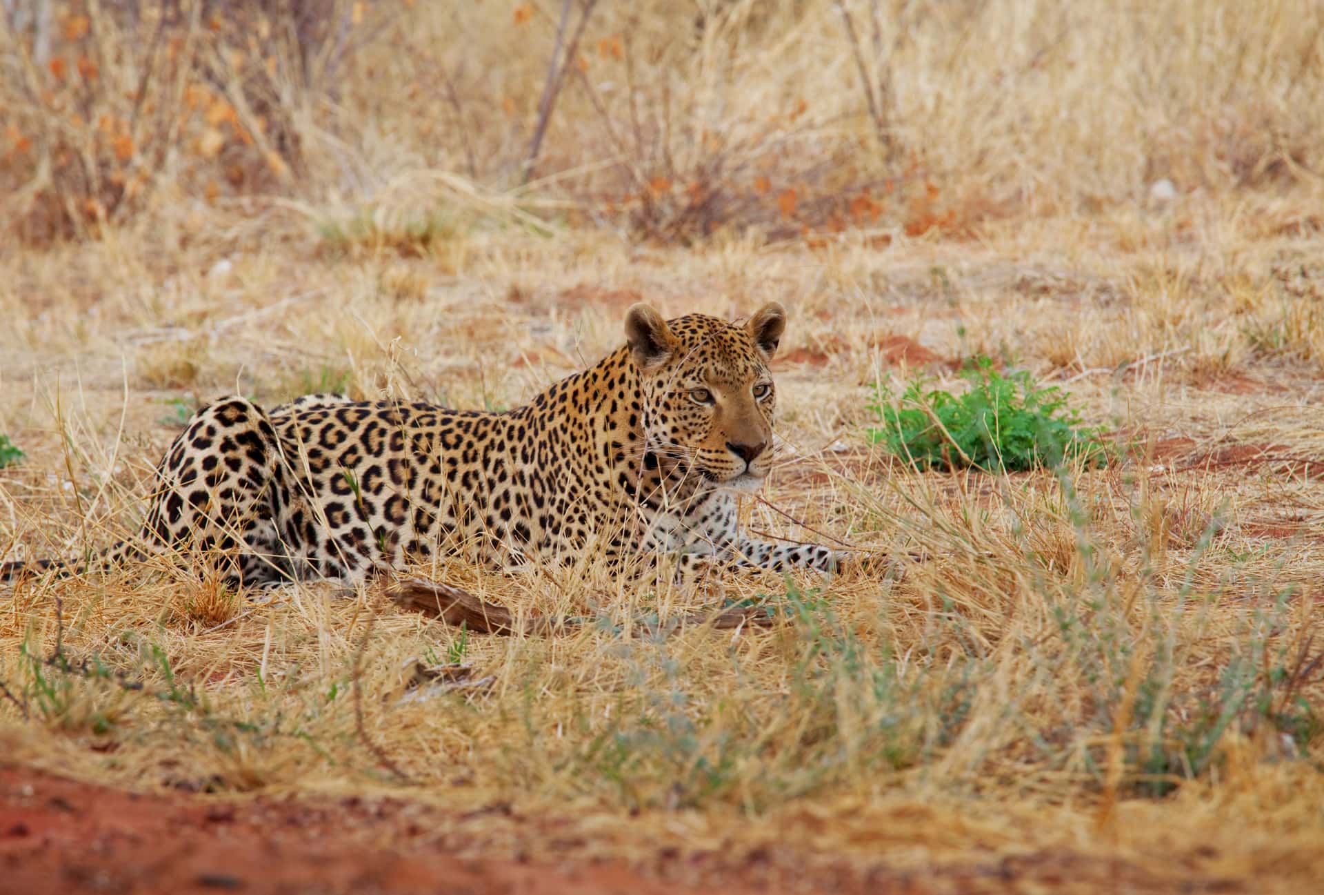 Pilanesberg National Park in South Africa Honeymoon Packages