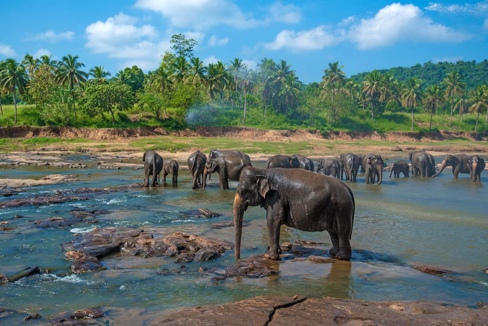 Pinnawala Elephant Orphanage in India Group Tours
