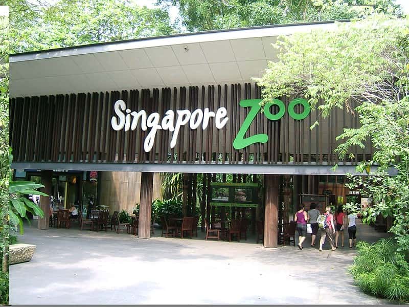 Spend The Day At The Singapore Zoo in Southeast Group Tours