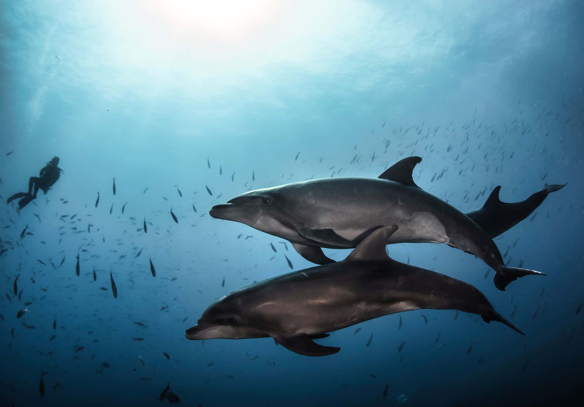 Swim with Dolphins in New Zealand Honeymoon Packages