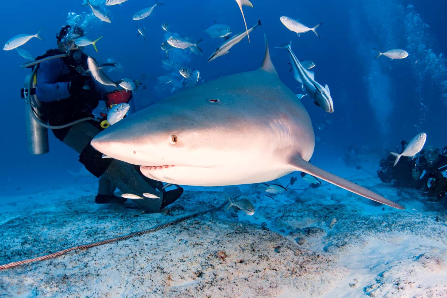 Try white shark tank diving in South Africa Honeymoon Packages