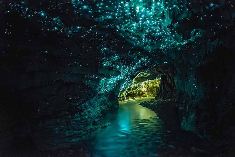 Waitomo Glowworm Caves in New Zealand Honeymoon Packages