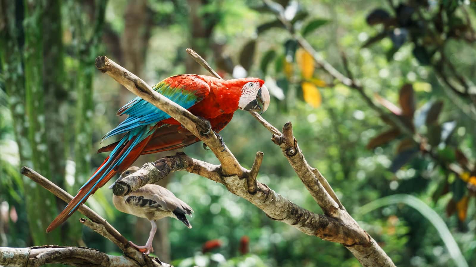 Bali Bird Park in Southeast Group Tours