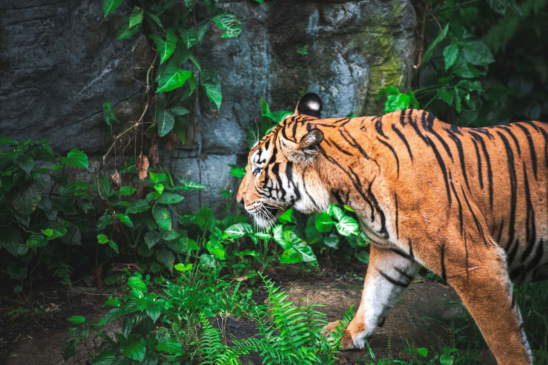 Bali Zoo in Southeast Group Tours