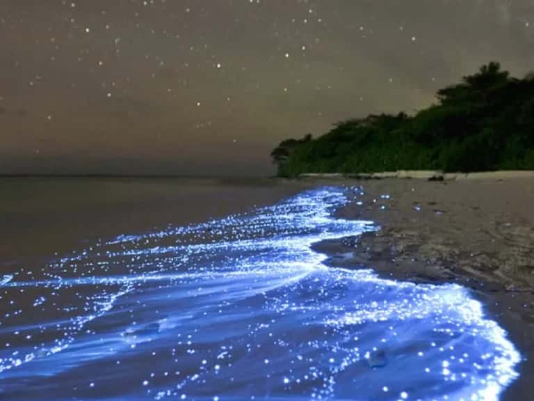 Bioluminescent Beach : glowing beach of Maldives in Maldives Honeymoon Packages
