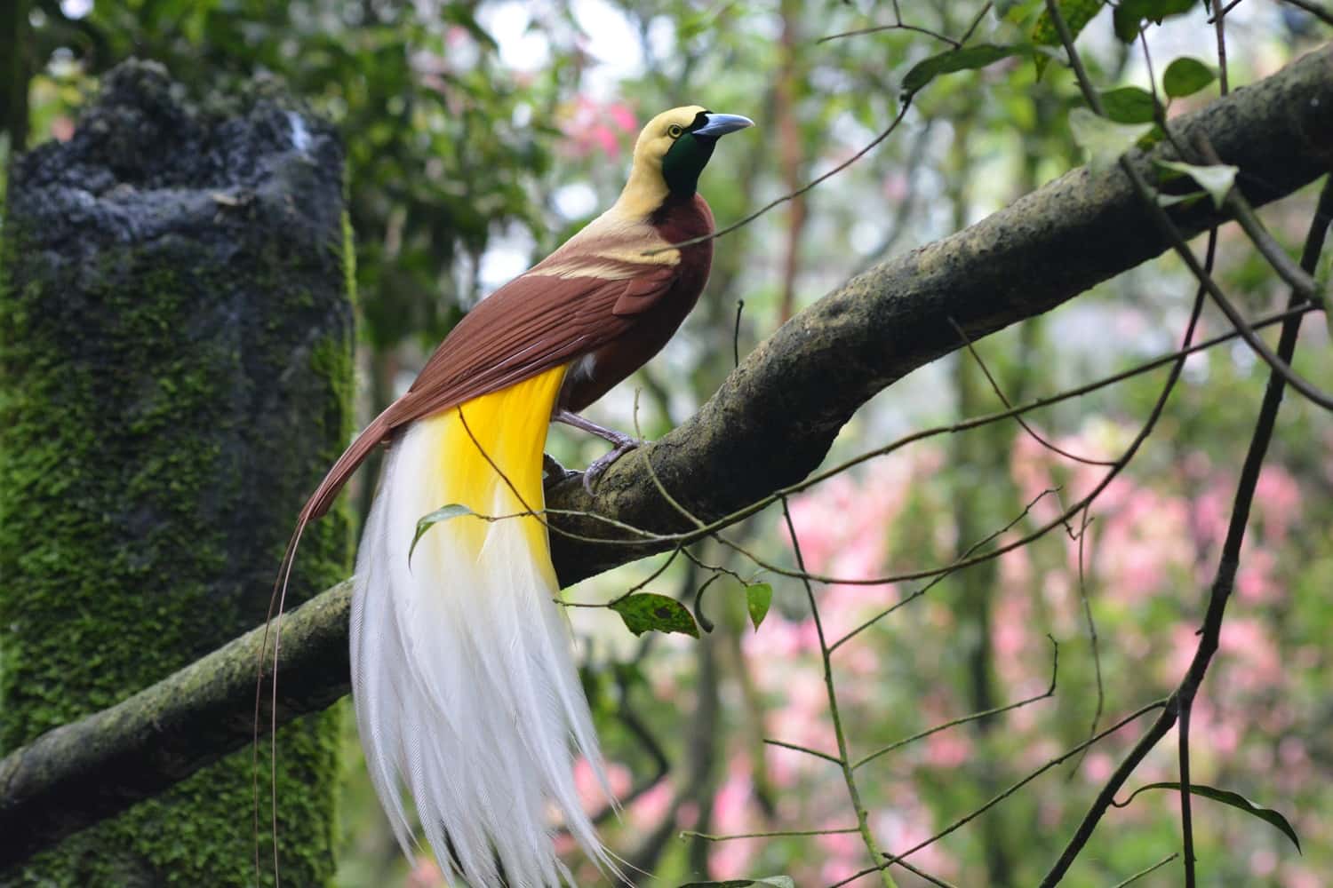 Bird Park in Southeast Group Tours
