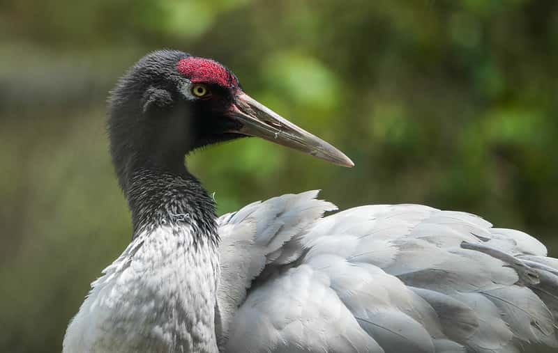 Explore Black Necked Cranes Centre in India Group Tours