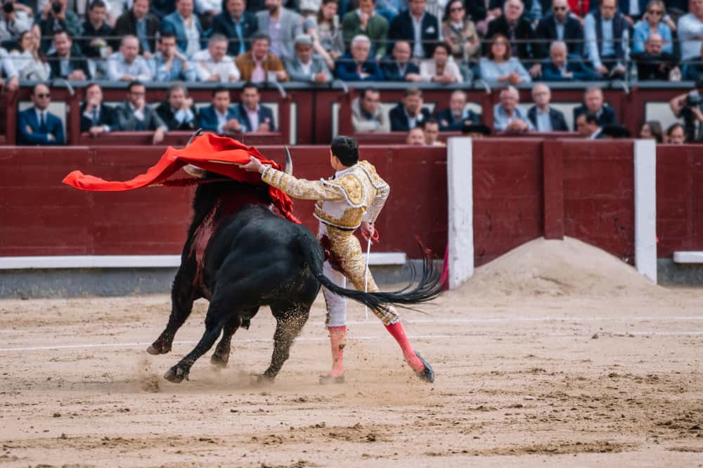 Watch a bullfight in Spain