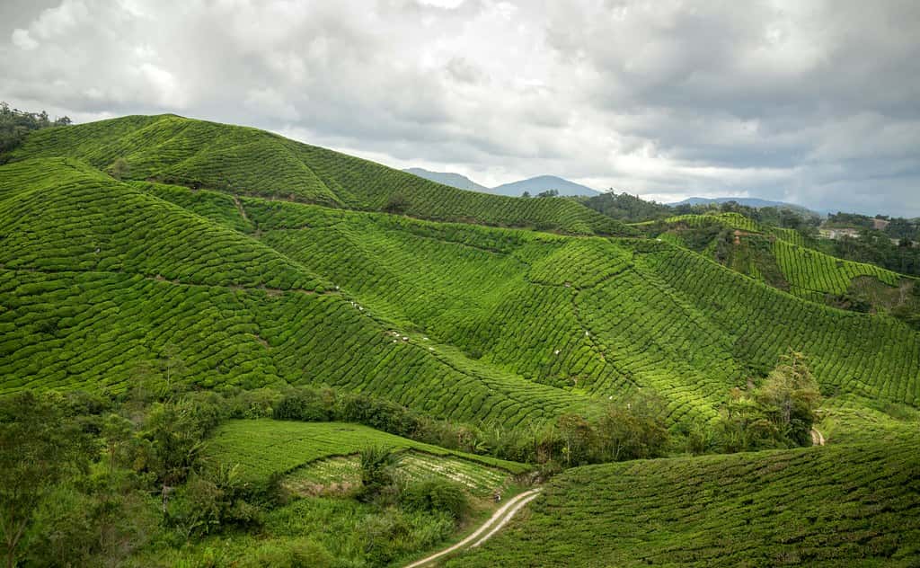 Cameron Highlands in Southeast Group Tours