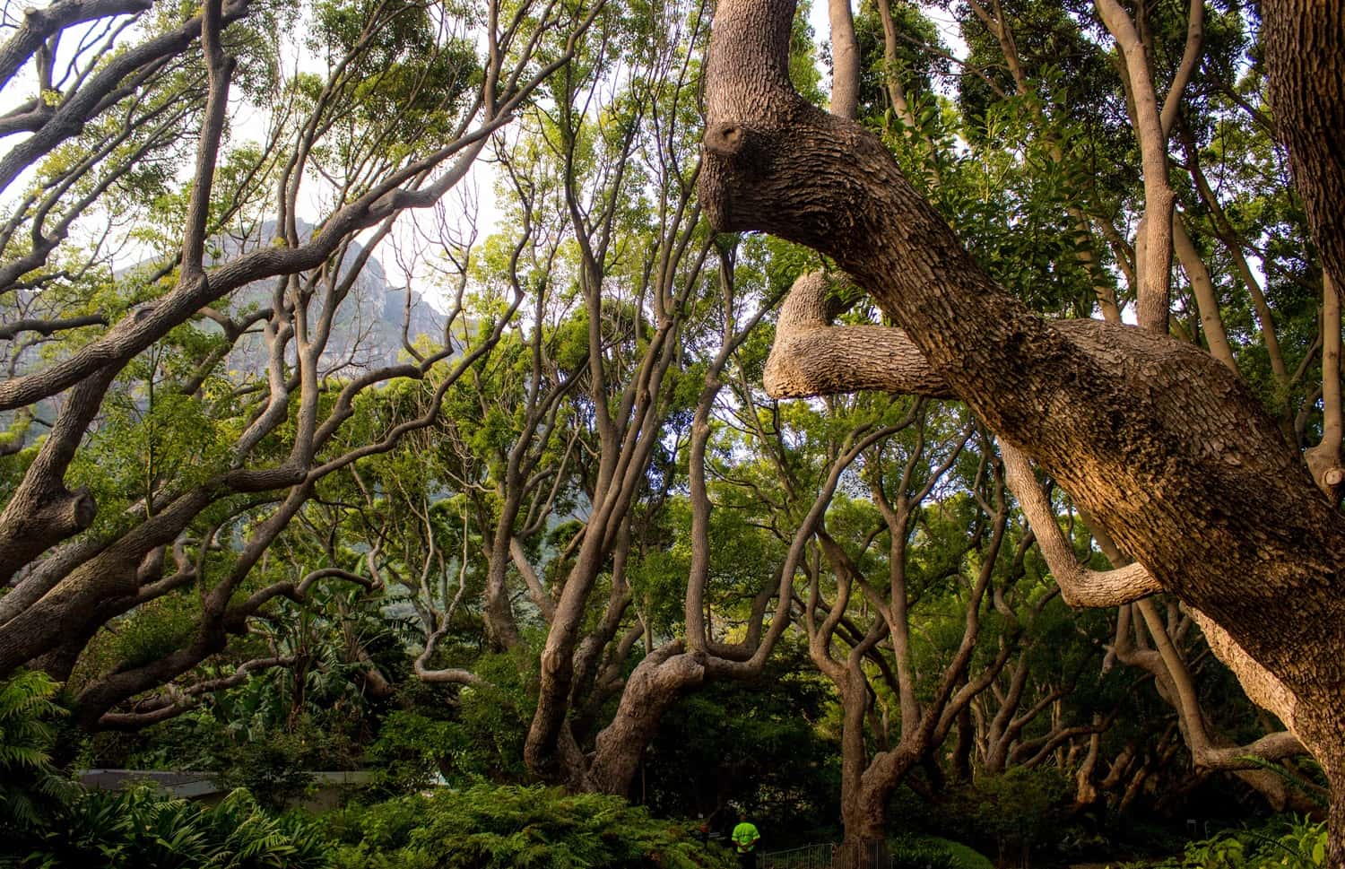 Cape Tribulation & Daintree Wilderness in Australia Honeymoon Packages