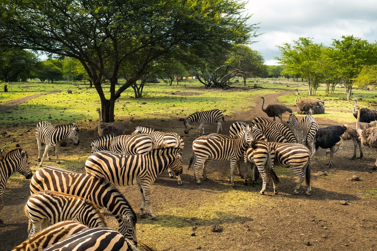 Casela World of Adventures in Mauritius Honeymoon Packages