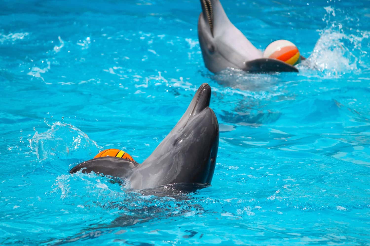 Dubai Dolphinarium in Dubai Group Tour