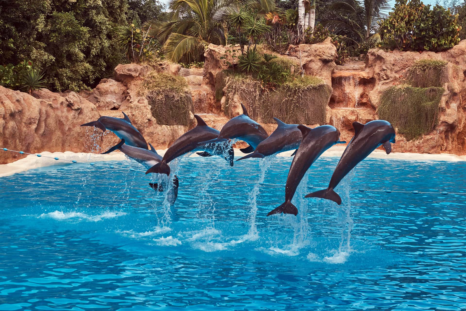 Make Friends With Dolphins At Dubai Dolphinarium in Dubai Group Tour