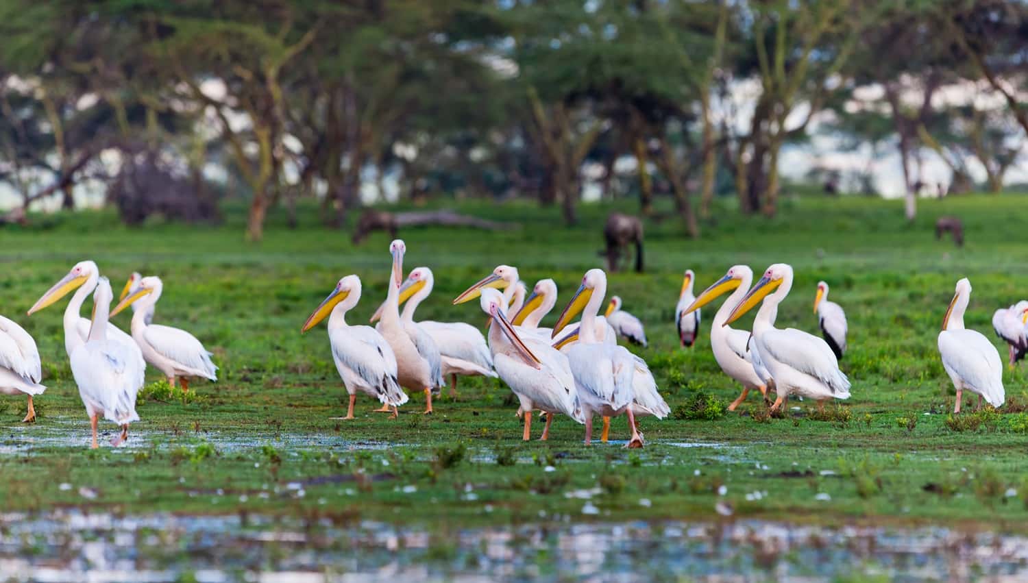Go Boating at Lake Naivasha in All of Africa