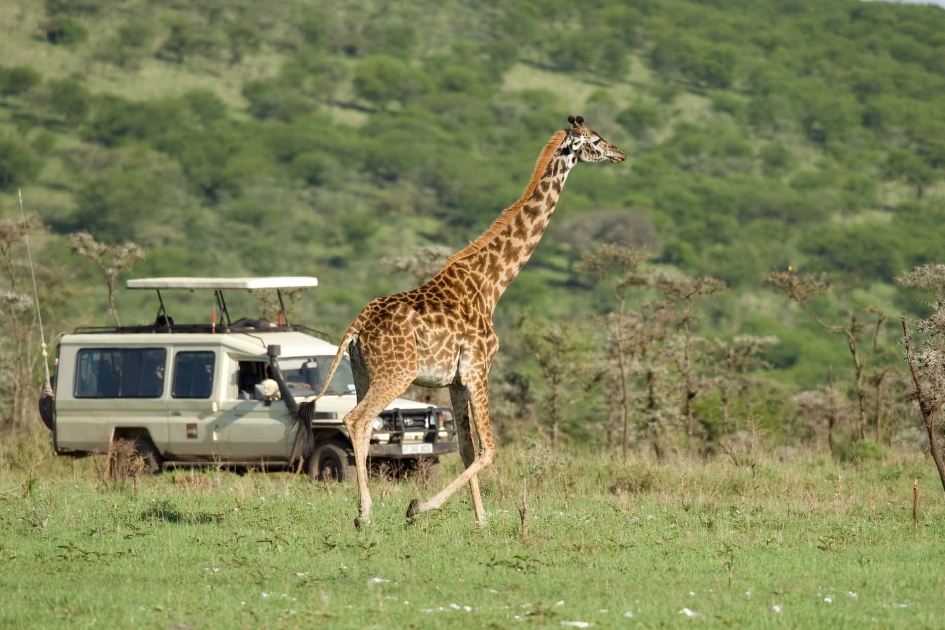 Enjoy Jeep safari at Nairobi National Park in All of Africa