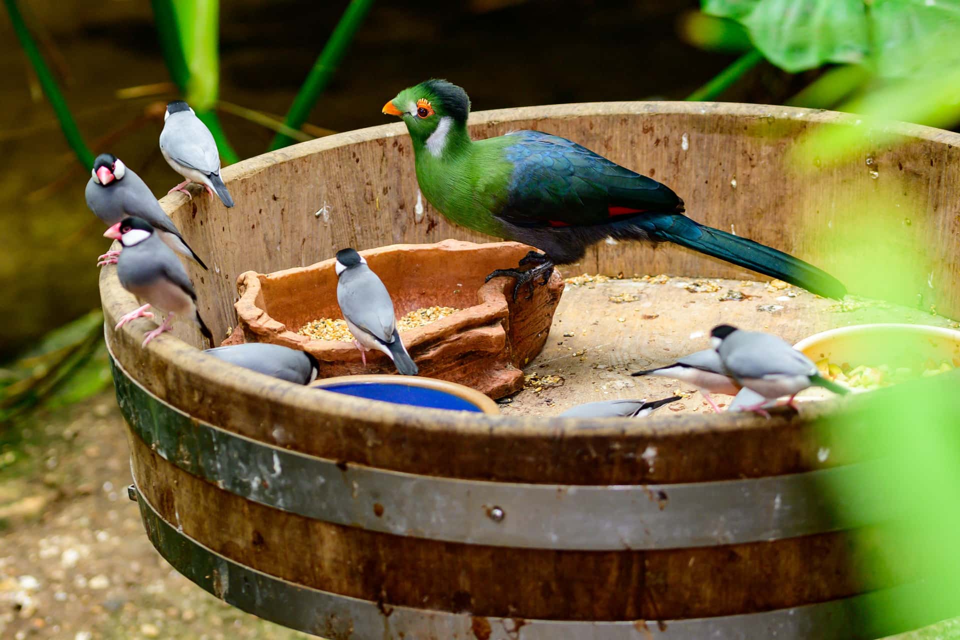 KL Bird Park in Southeast Group Tours
