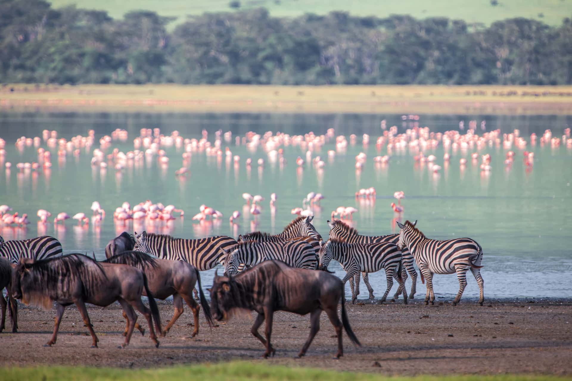 Watch Flock of Flamingos at Lake Nakuru in All of Africa
