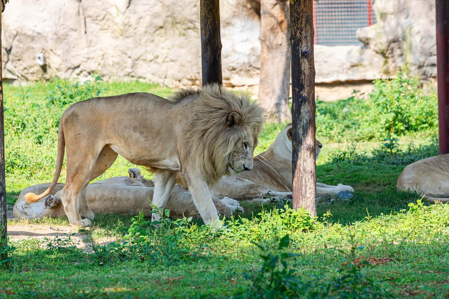 Lion Park in South Africa Honeymoon Packages
