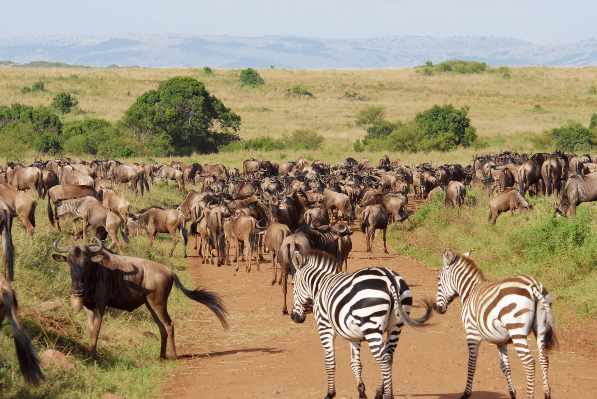 Watch the Great Migration in Masai Mara in All of Africa