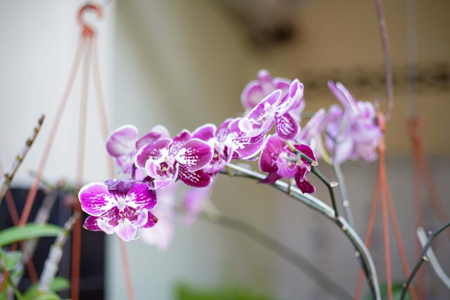 Discover Orchids Of Bhutan in India Group Tours