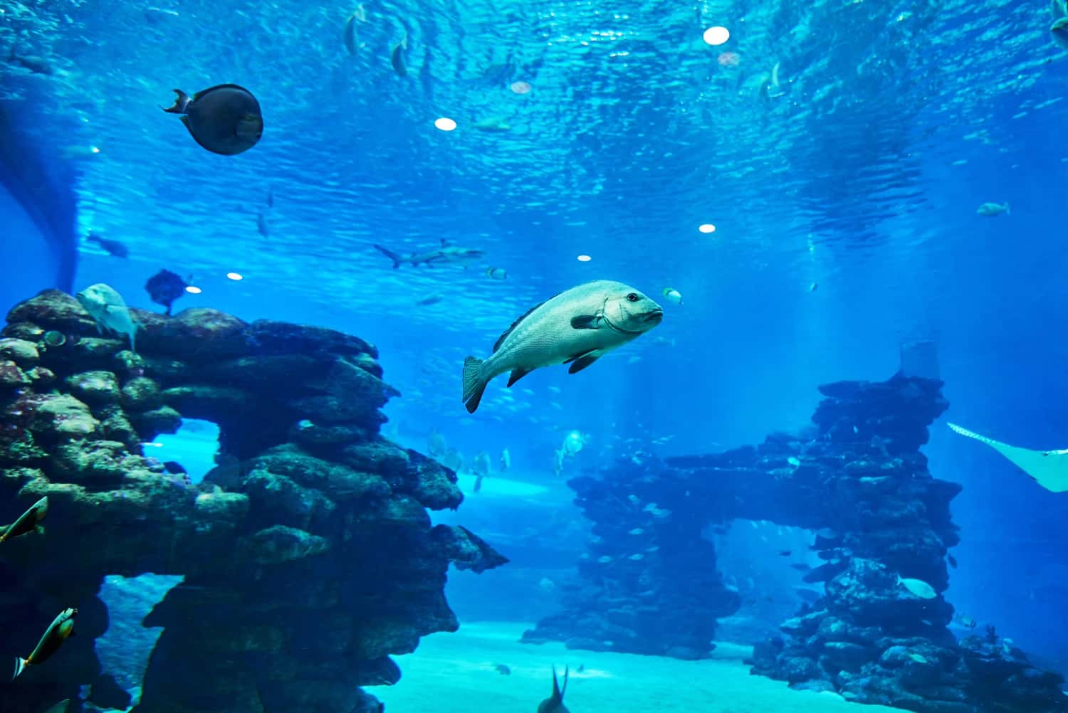 Ocean Kingdom Park in Japan Group Tours