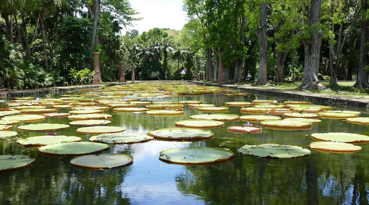 Pamplemousses Botanical Garden in Mauritius Honeymoon Packages