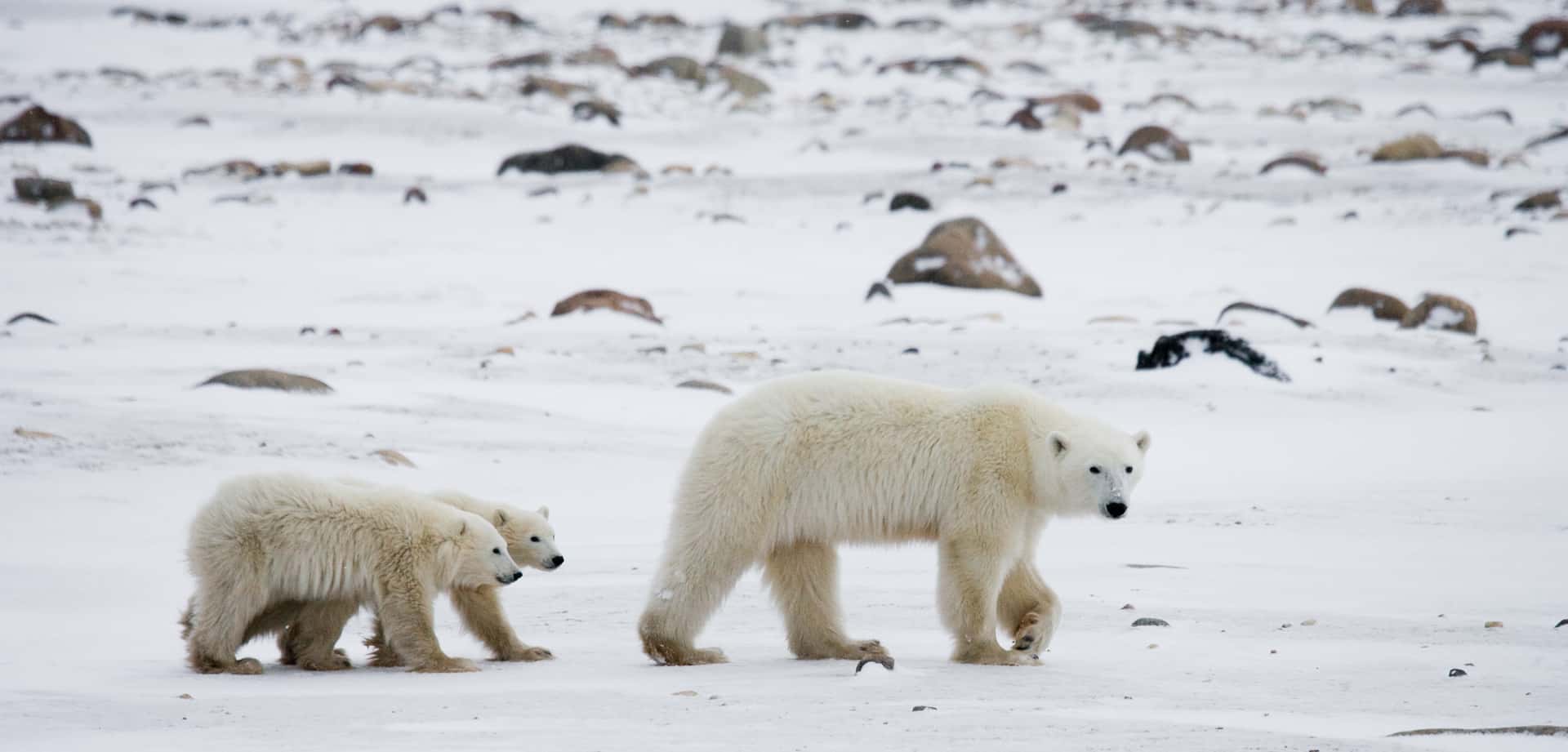 Search For Polar Bears In Churchill in Canada Group Tours