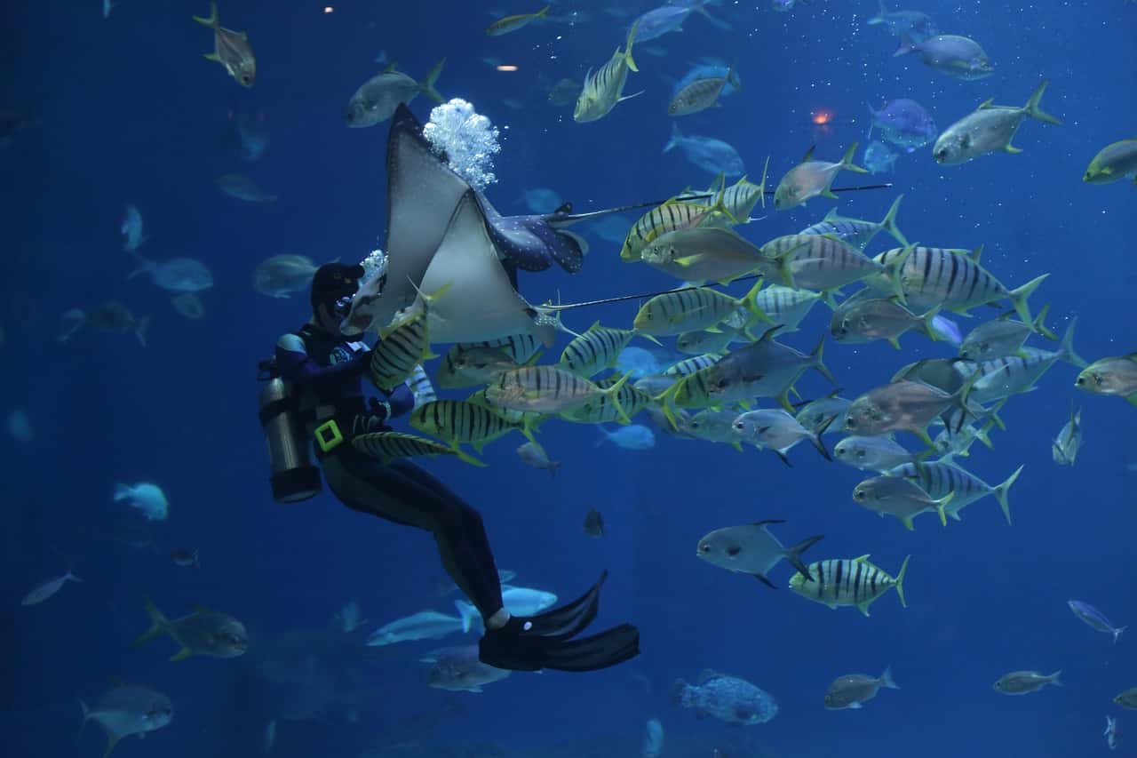 Scuba Dive in Blue Bay Marine Park in Mauritius Honeymoon Packages