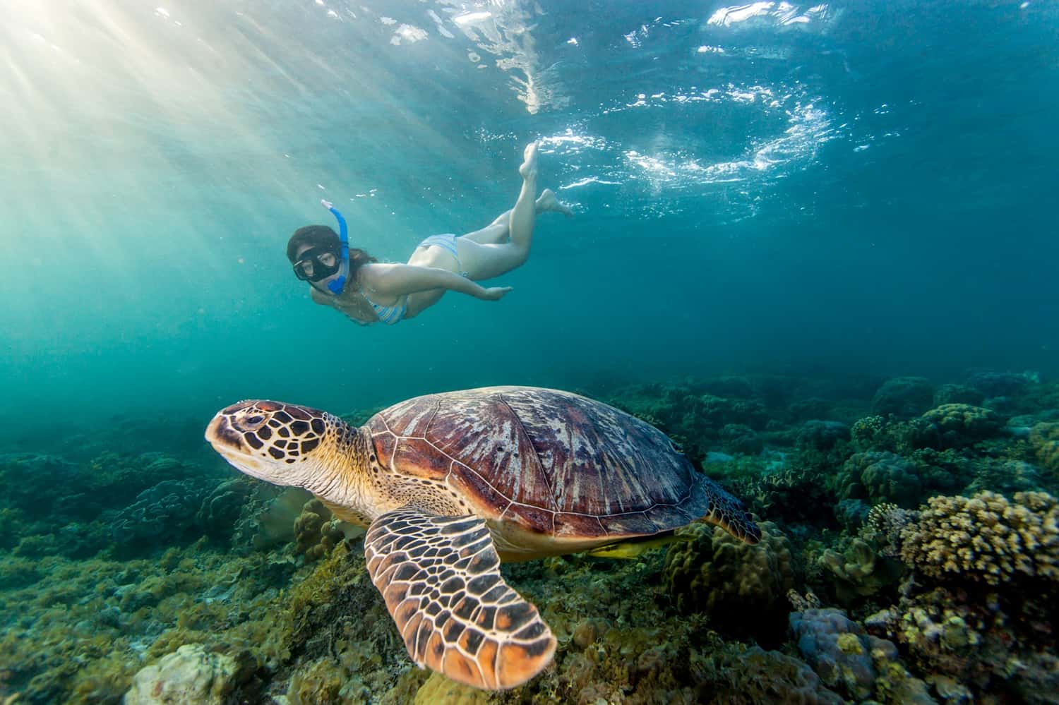 Snorkel At Turtle Bay in India Group Tours