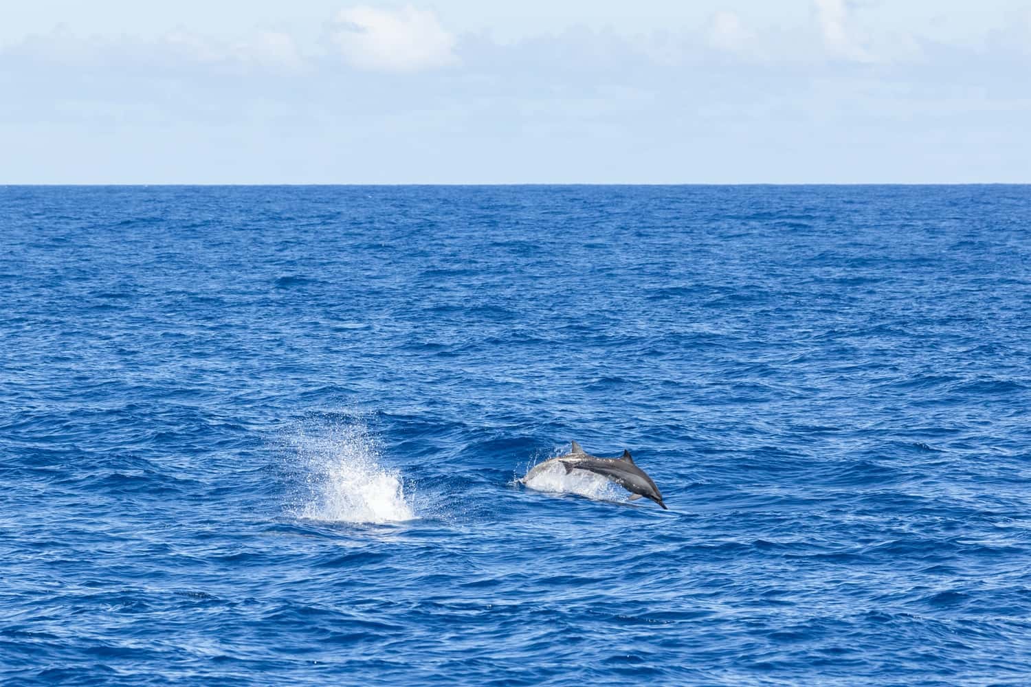 Spot Whales and Dolphins in India Group Tours