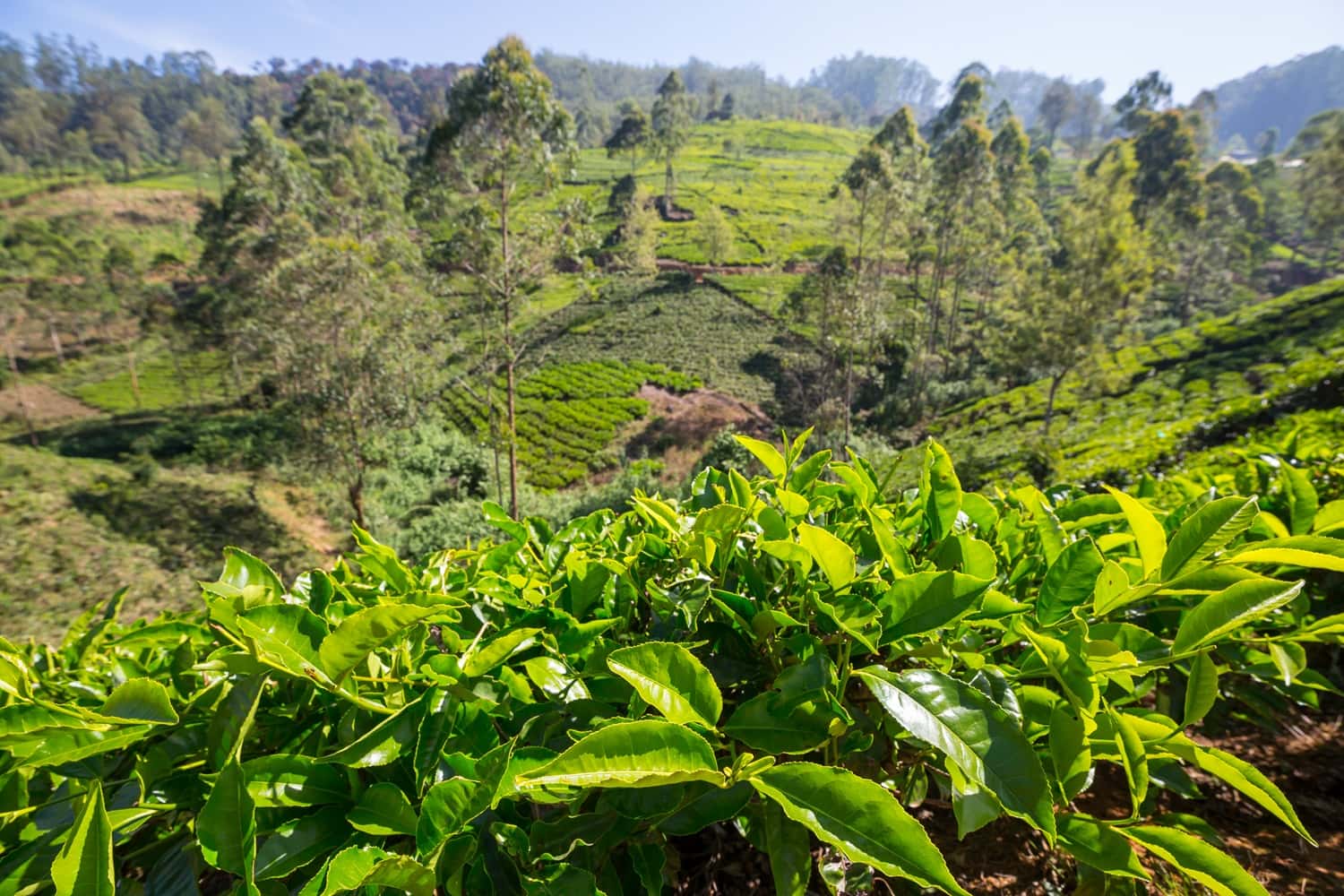 Take a Tea Tour in India Group Tours