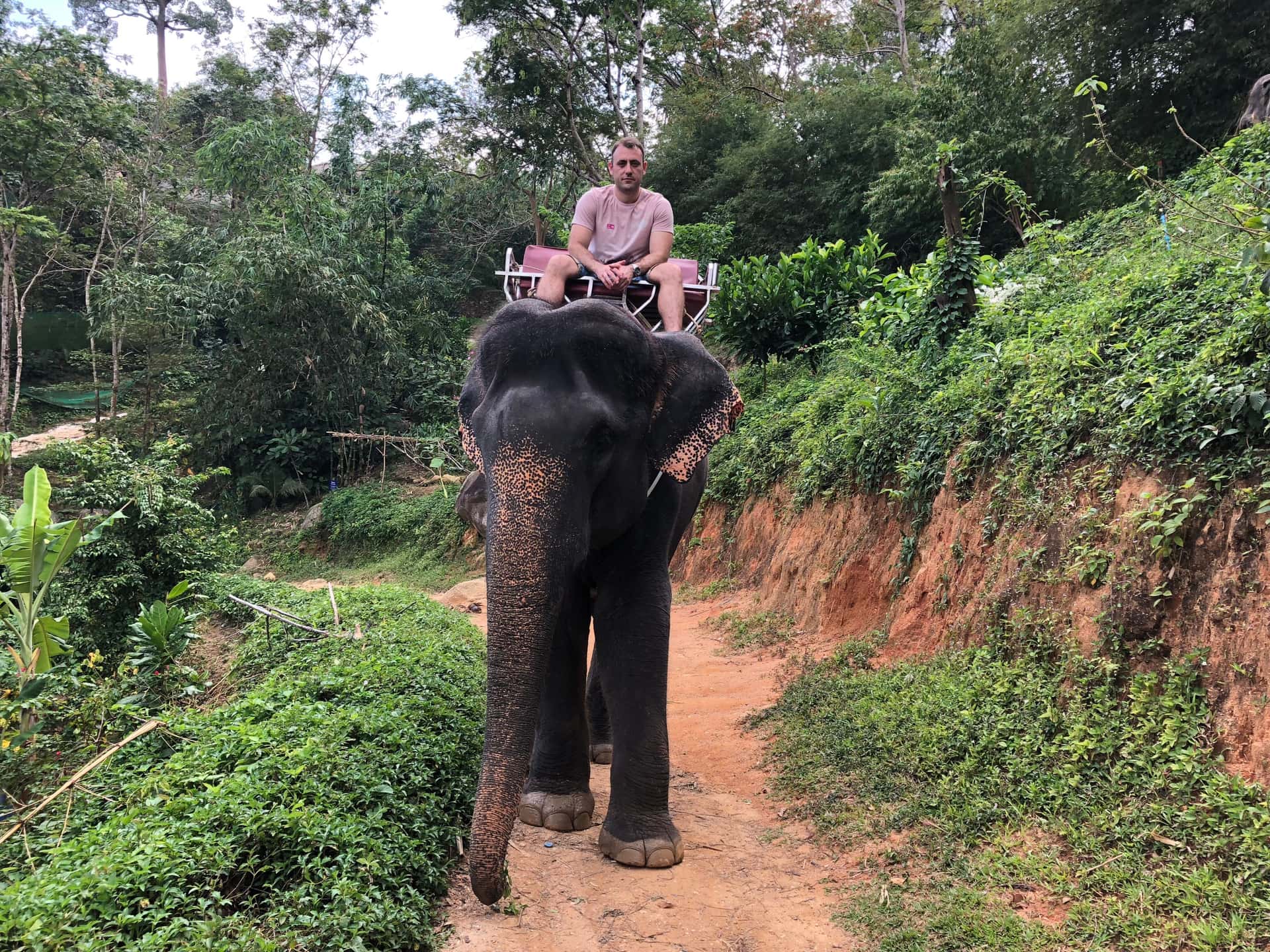 Take An Elephant Ride in India Group Tours