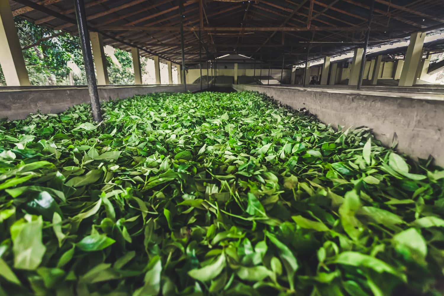 Visit The Tea Factories in India Group Tours