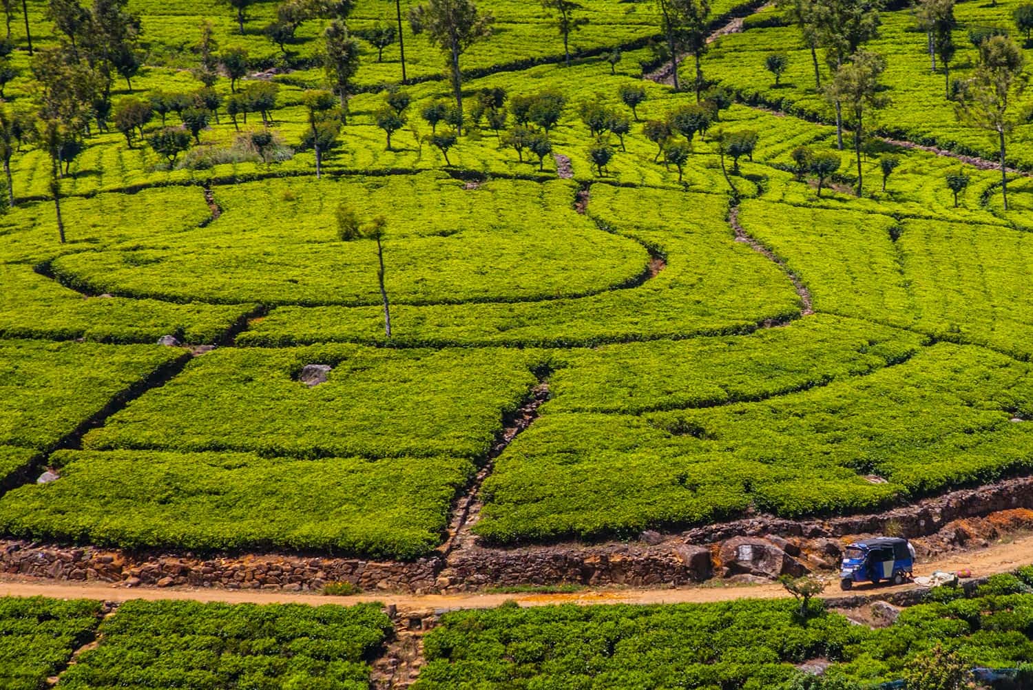 Walk Around The Tea Estates in India Group Tours