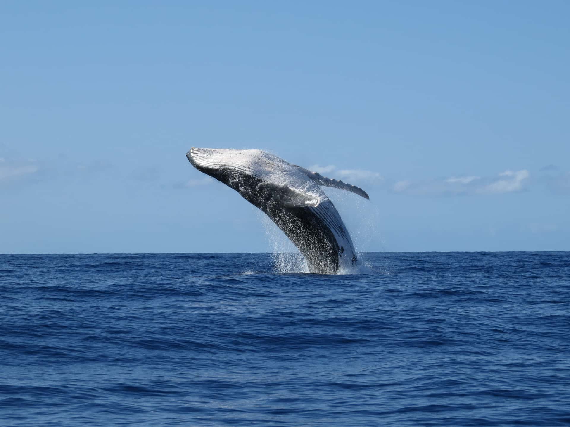 Whale Watching From Vancouver in Canada Group Tours