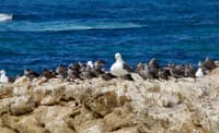 17-mile Drive