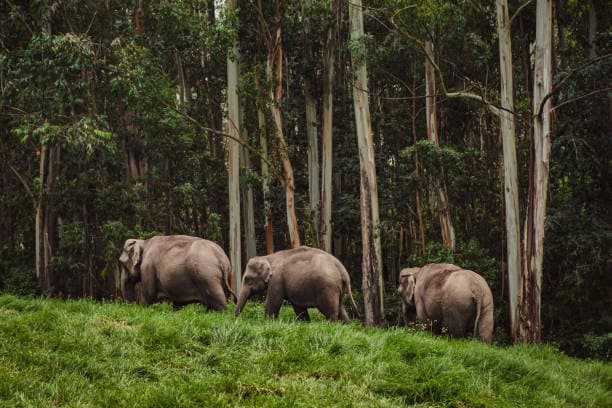 Carmelagiri Elephant Park