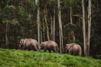 Carmelagiri Elephant Park
